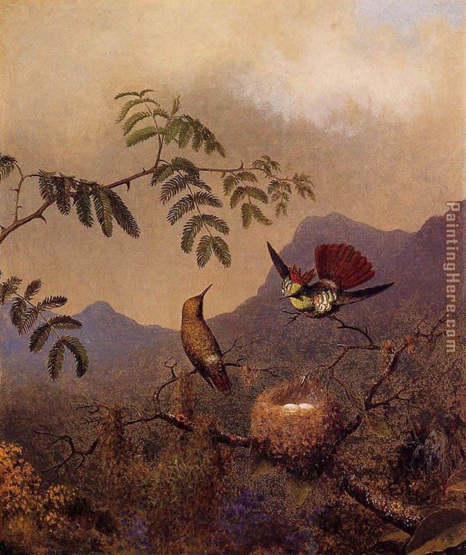 Frilled Coquette painting - Martin Johnson Heade Frilled Coquette art painting Frilled Coquette painting - Martin Johnson Heade Frilled Coquette art painting